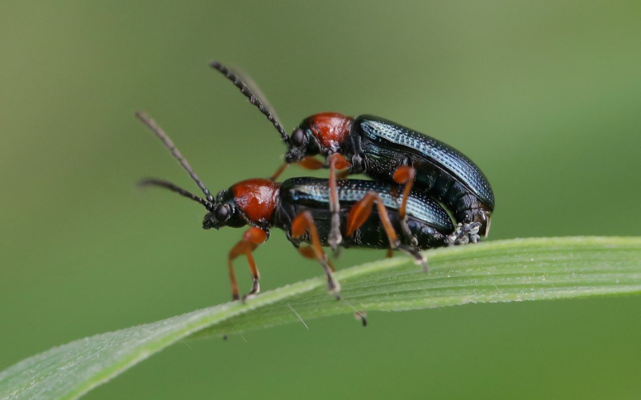 Chrysomelidae - Oulema sp.